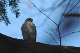 dsc_2480.jpg