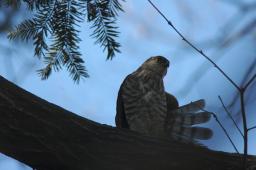 dsc_2482.jpg