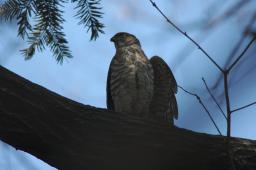 dsc_2484.jpg