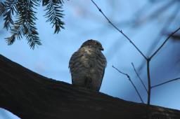 dsc_2485.jpg