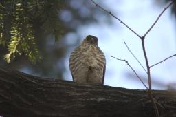 dsc_2501.jpg