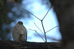 dsc_2503.jpg