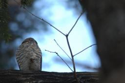 dsc_2506.jpg