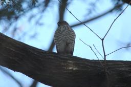 dsc_2513.jpg