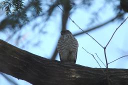 dsc_2514.jpg