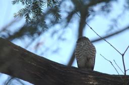 dsc_2515.jpg