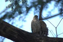 dsc_2532.jpg