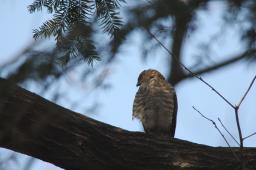 dsc_2534.jpg