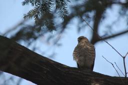 dsc_2535.jpg