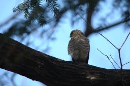 dsc_2536.jpg