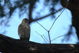 dsc_2539.jpg