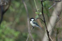 dsc_2779.jpg