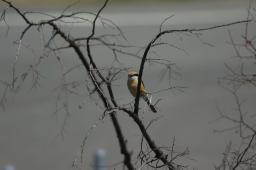 dsc_2807.jpg
