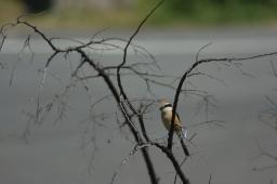dsc_2809.jpg