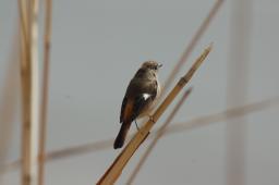 dsc_2855.jpg