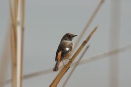 dsc_2857.jpg