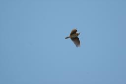 dsc_2867.jpg