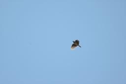dsc_2868.jpg