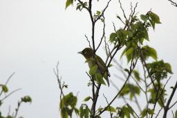 dsc_3080.jpg