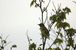 dsc_3081.jpg