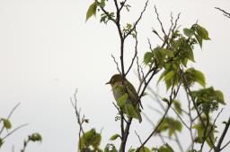 dsc_3083.jpg