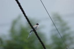 dsc_4174.jpg