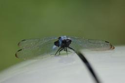 dsc_4178.jpg