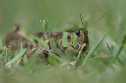 dsc_4775.jpg