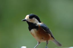 dsc_5195.jpg