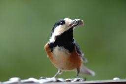 dsc_5197.jpg