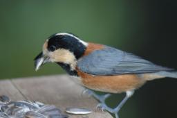 dsc_5257.jpg