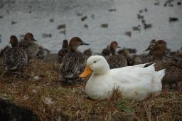 dsc_0054.jpg
