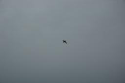 dsc_0086.jpg