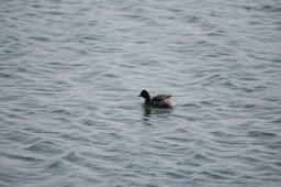 dsc_1664.jpg