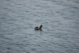 dsc_1665.jpg