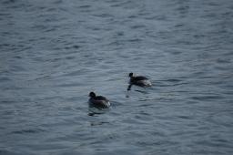 dsc_1667.jpg