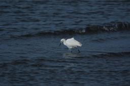 dsc_1671.jpg