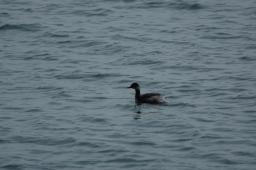 dsc_1675.jpg