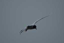 dsc_1684.jpg
