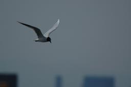dsc_1689.jpg