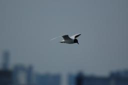 dsc_1691.jpg