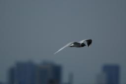 dsc_1692.jpg