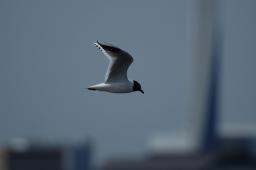 dsc_1694.jpg