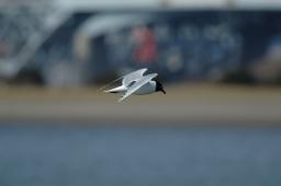 dsc_1699.jpg