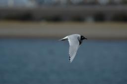 dsc_1700.jpg