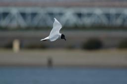 dsc_1701.jpg