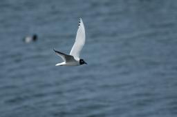 dsc_1703.jpg