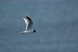 dsc_1705.jpg