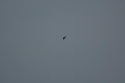 dsc_1706.jpg