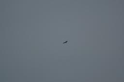 dsc_1707.jpg